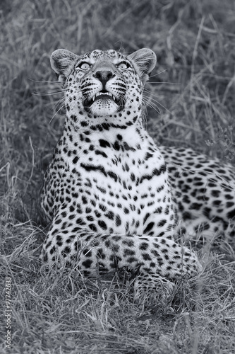 Beautiful leopard laying down on dry grass resting artistic conv