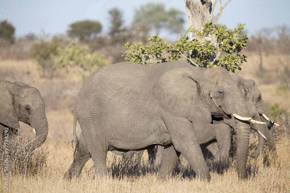 Breeding herd of elephant walking eating in long brown grass