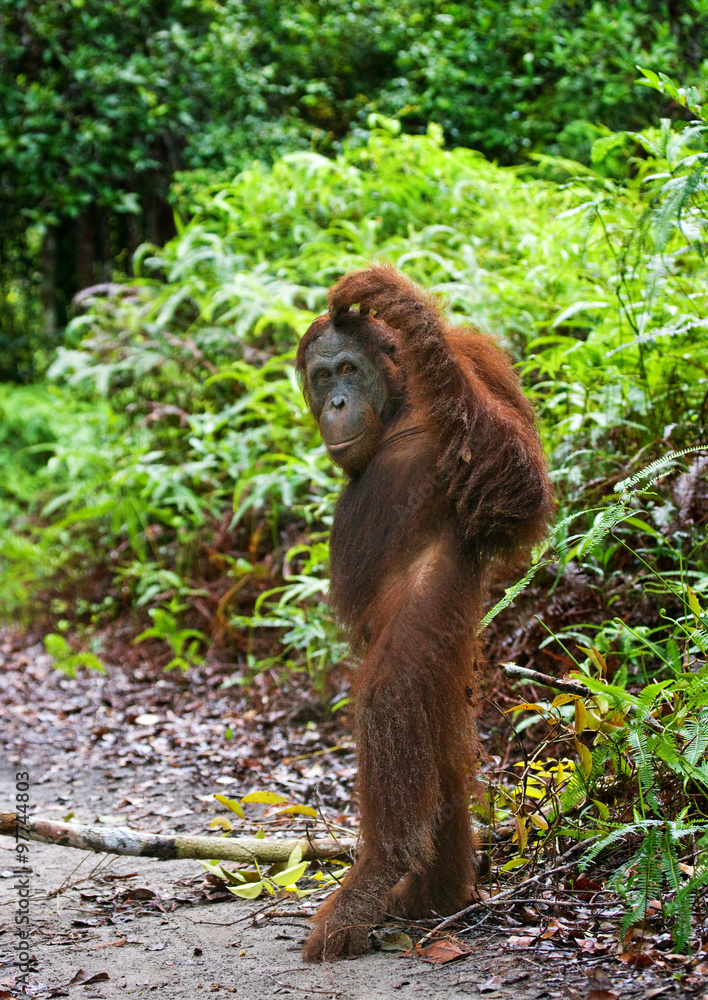 Orangutan stands on its hind legs in the jungle. Indonesia. The island ...