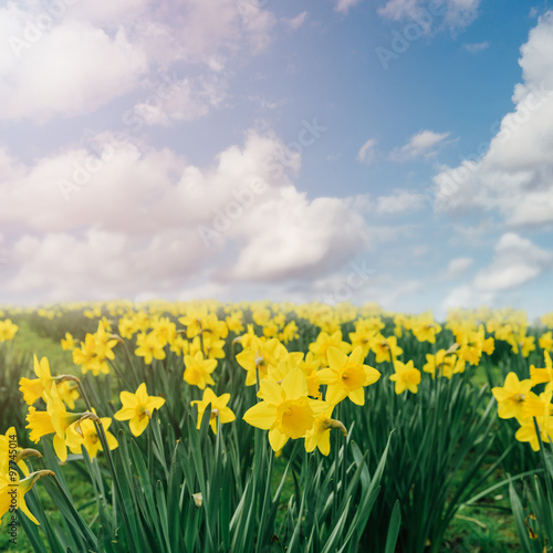 Fototapeta Naklejka Na Ścianę i Meble -  Daffodil flower field over blue sky