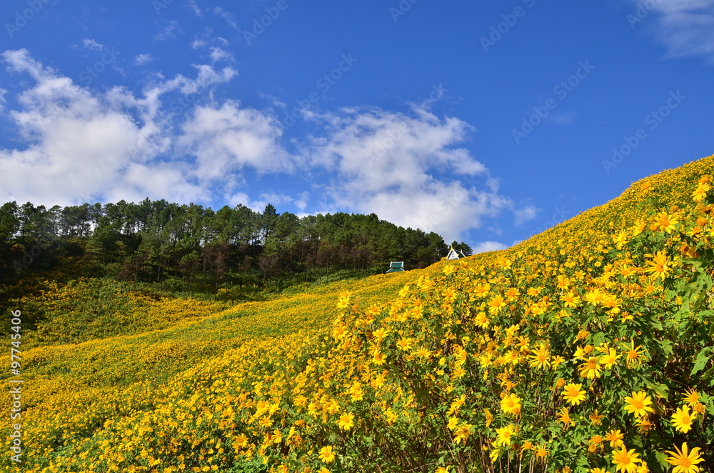 Landscape nature flower Tung Bua Tong Mexican sunflower field in Maehongson (Mae Hong Son) Province at Thailand.Mexican tournesol