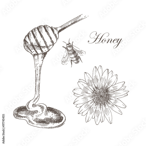 vector honey, honeycells, honeystick, bee illustration. detailed hand drawn sketch of nature objects