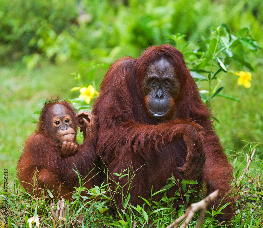 Fototapeta premium Female and male orangutan sitting on the grass. Indonesia. The island of Kalimantan (Borneo). An excellent illustration.