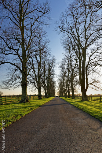 Oaks Lining a Country Lane in Winter