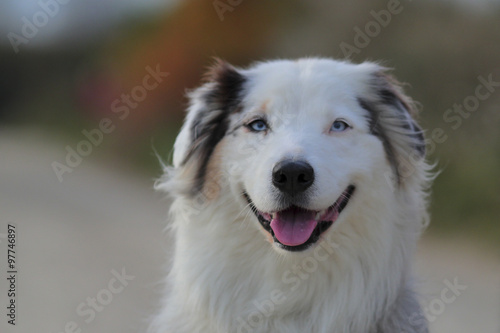 australian sheperd smiling