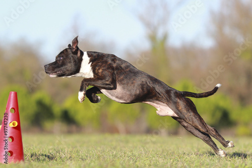 Staffordshire bull terrier jumping