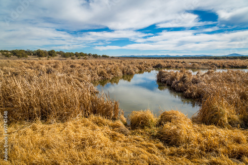 Arizona wetlands and animal riparian preserve. © jon manjeot