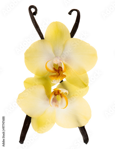 Vanilla pods and yellow orchid flowers isolated on white