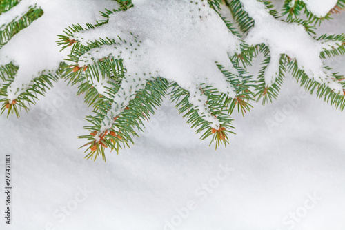 snow covered fir tree branches on snow background