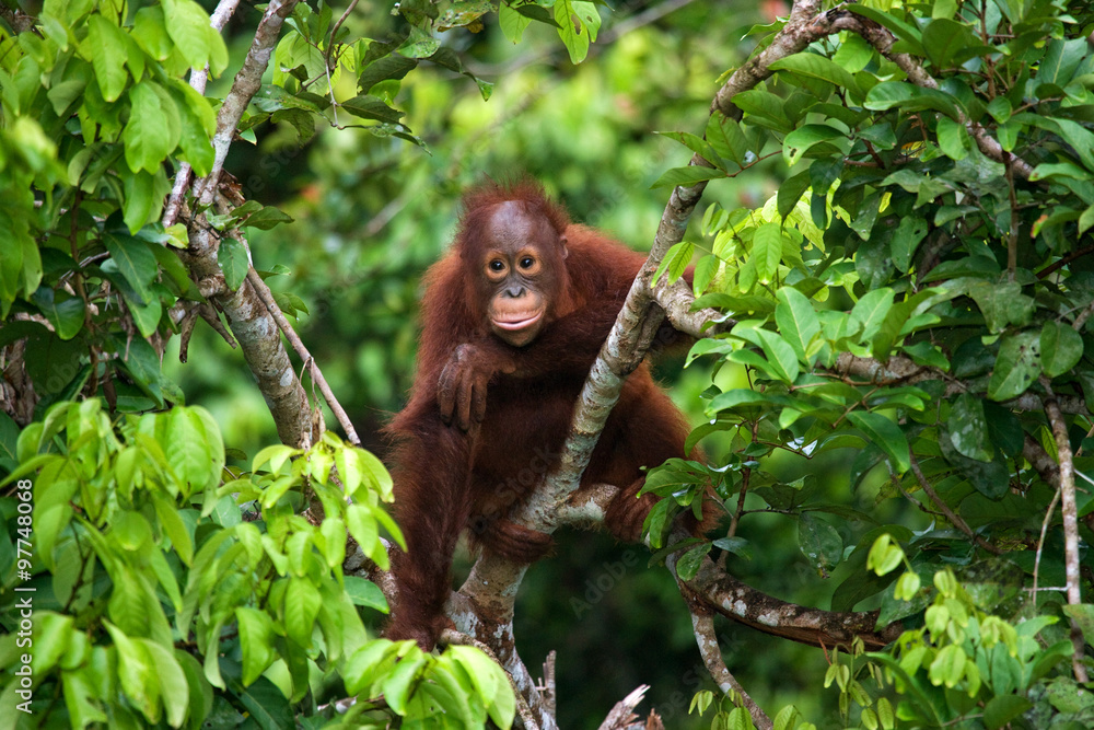 Fototapeta premium Orangutan in the wild. Indonesia. The island of Kalimantan (Borneo). An excellent illustration.