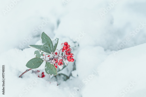 snow covered frozen rowan berries in winter