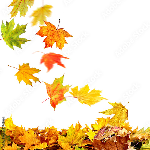 Pile of autumn leaves, isolated on white