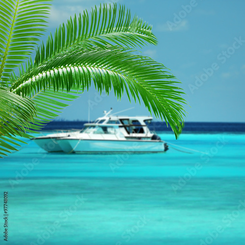 Green palm tree on sea background
