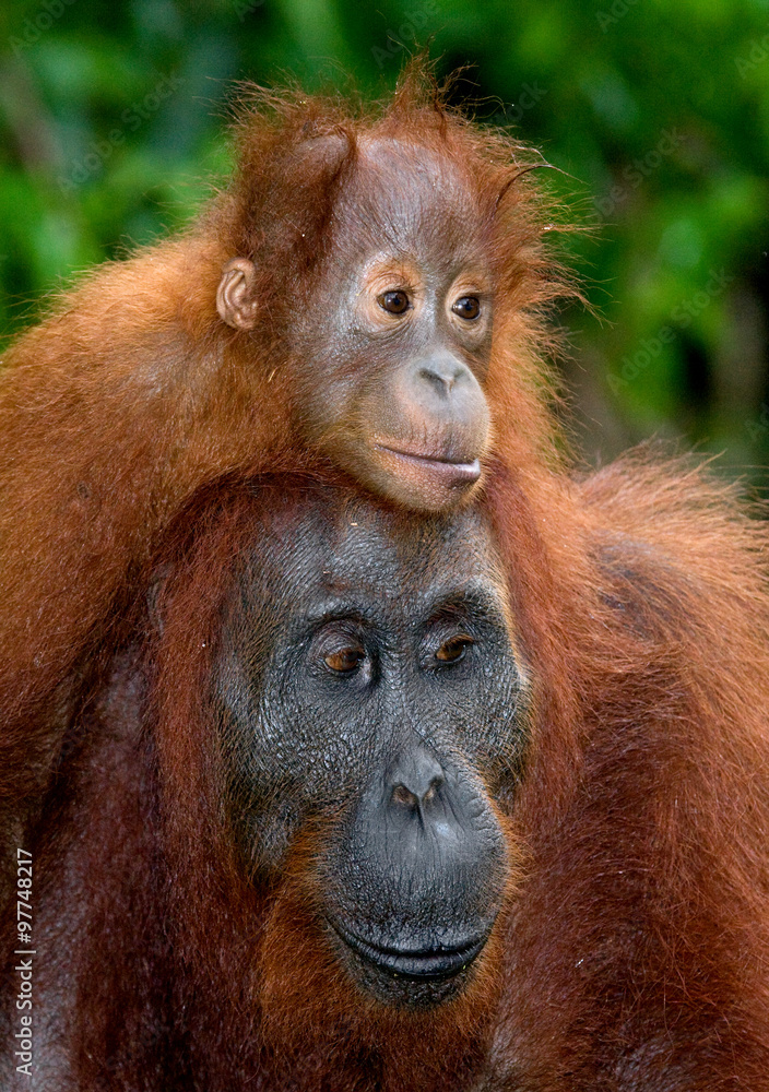Portrait of a female orangutan with a baby in the wild. Indonesia. The island of Kalimantan (Borneo). An excellent illustration. Portrait of a female orangutan with a baby in the wild. Indonesia. The island of Kalimantan (Borneo). An excellent illustration.