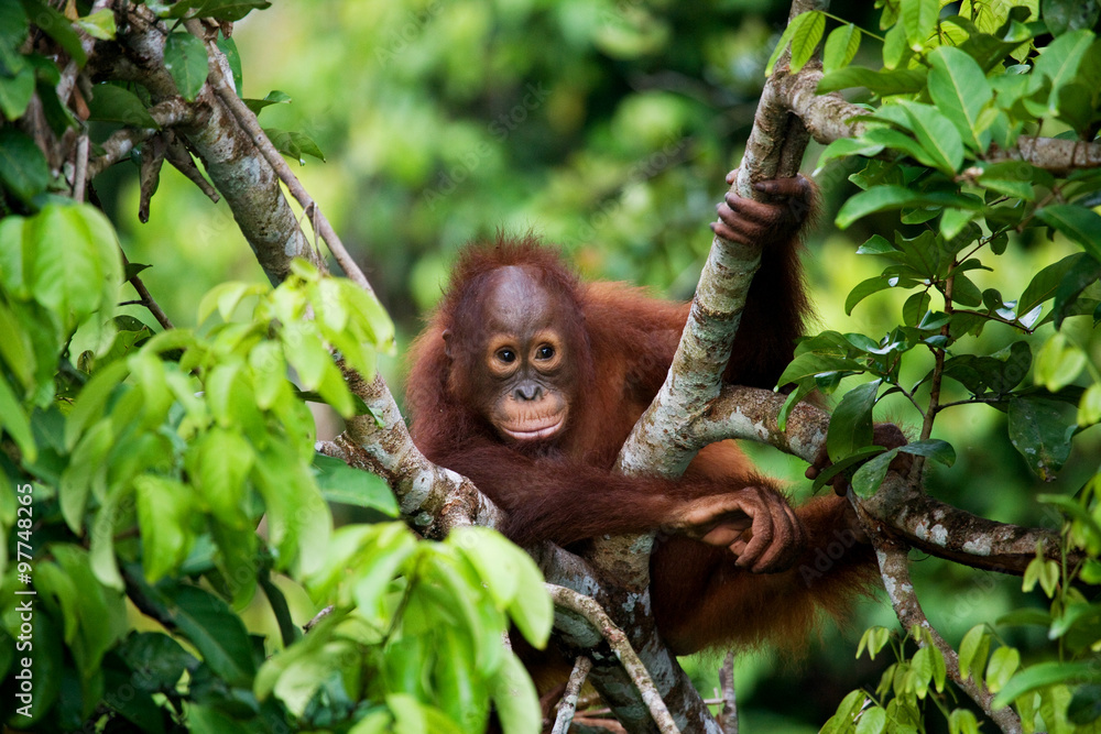 Obraz premium Orangutan na wolności. Indonezja. Wyspa Kalimantan (Borneo). Doskonała ilustracja.