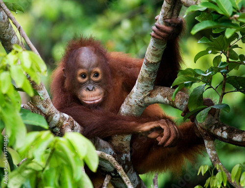 Orangutan in the wild. Indonesia. The island of Kalimantan (Borneo).  photo