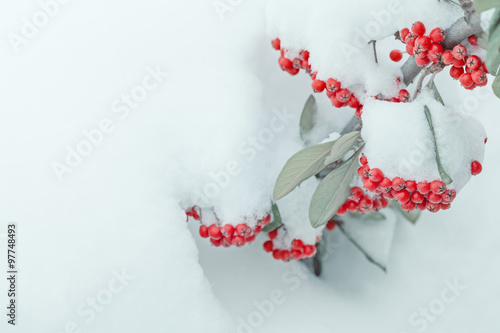 Fotografie snow covered frozen rowan berries in winter