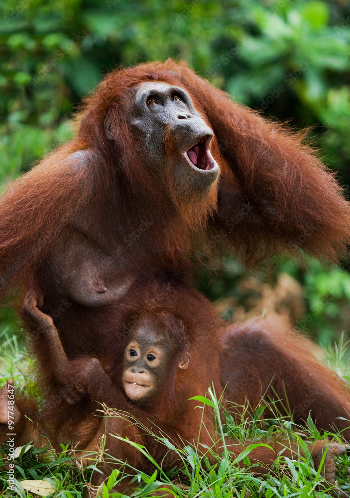 Female and male orangutan sitting on the grass. Indonesia. The island of Kalimantan (Borneo). An excellent illustration. Female and male orangutan sitting on the grass. Indonesia. The island of Kalimantan (Borneo). An excellent illustration.