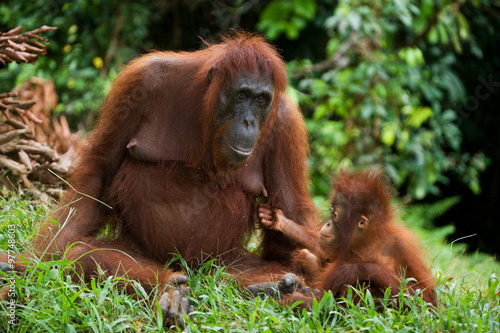 Female and male orangutan sitting on the grass. Indonesia. The island of Kalimantan (Borneo). An excellent illustration.