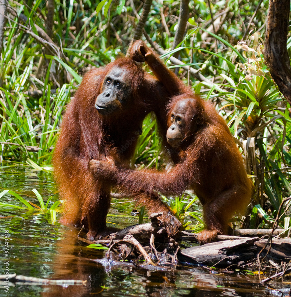 Obraz premium Female and baby orangutan drinking water from the river in the jungle. Indonesia. The island of Kalimantan (Borneo). An excellent illustration.