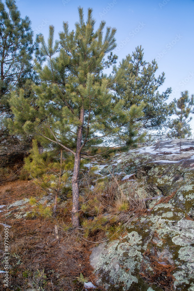 moss covered rocks in pine tree forest wild scenery moss covered rocks in pine tree forest wild scenery