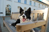 Border collie relaxing on the bench
