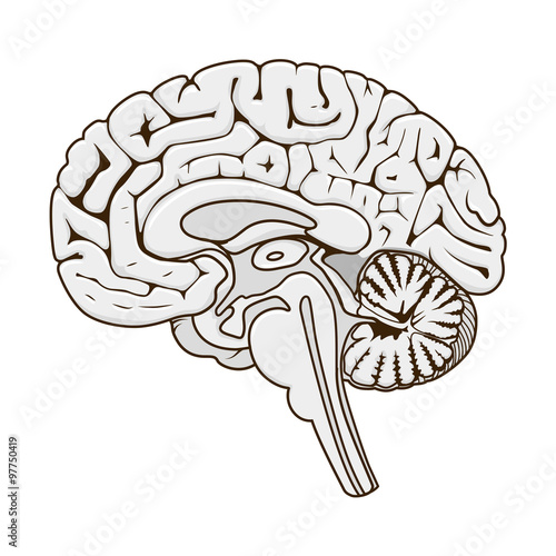Structure of human brain section schematic vector
