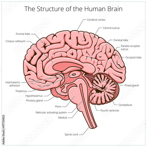 Fototapeta Naklejka Na Ścianę i Meble -  Structure of human brain section schematic vector