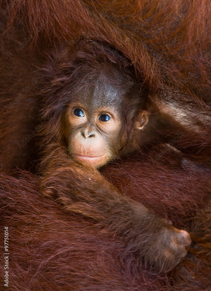 Fototapeta premium Portret małego orangutana. Zbliżenie. Indonezja. Wyspa Kalimantan (Borneo). Doskonała ilustracja.