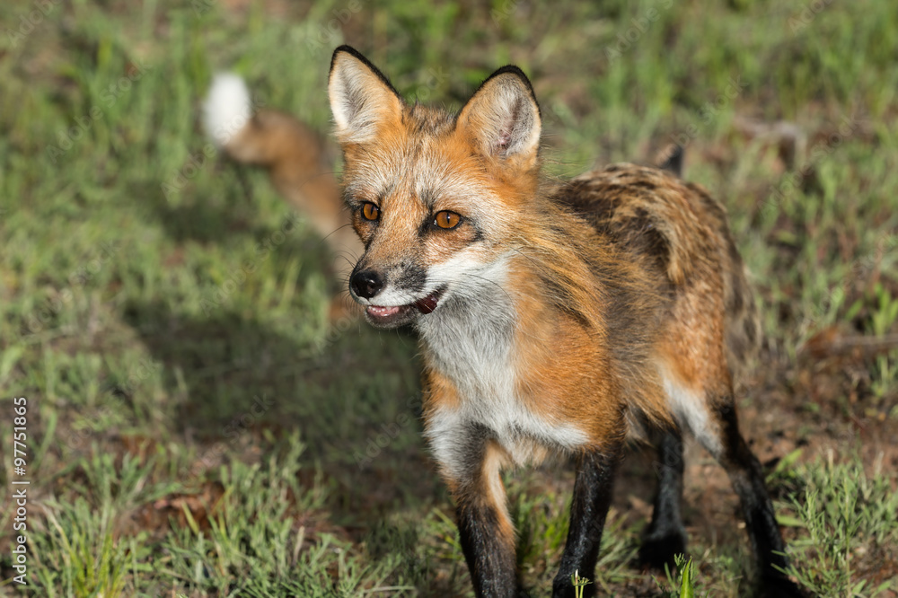 Red Fox Vixen (Vulpes vulpes) Closeup with Kit in Background