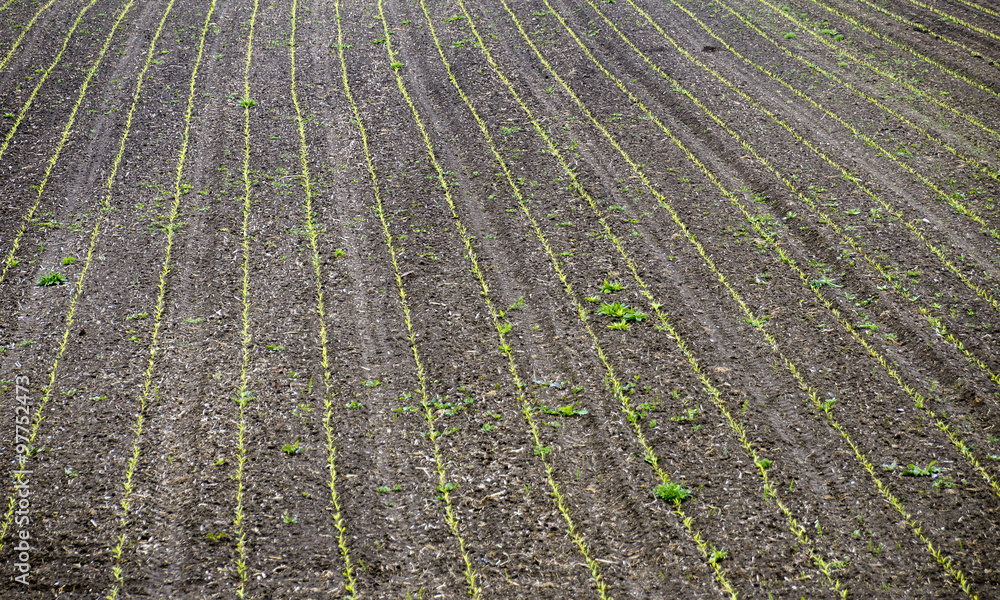 Feld mit keimender Saat Feld mit keimender Saat