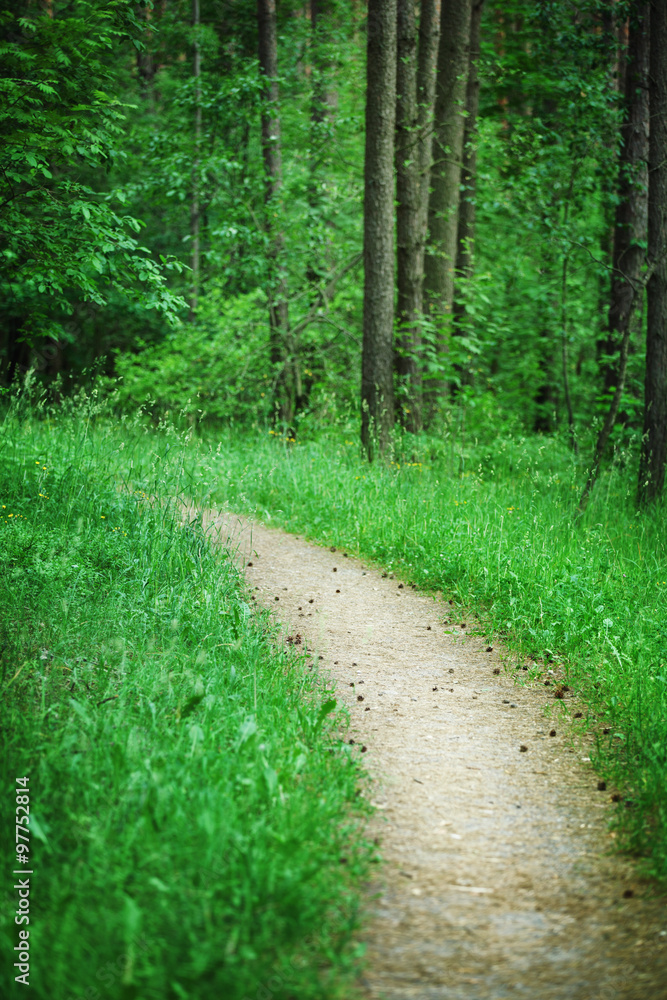 Obraz premium Nature design. Path in the green forest