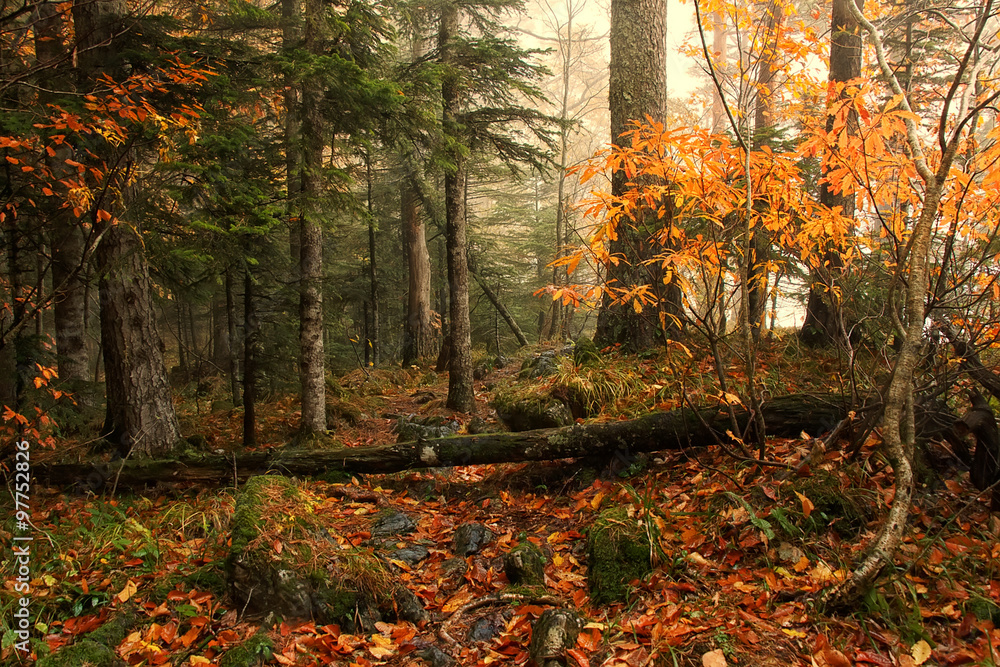 Beautiful autumn mixed forest with yellow leaves on the ground and mild fog on background