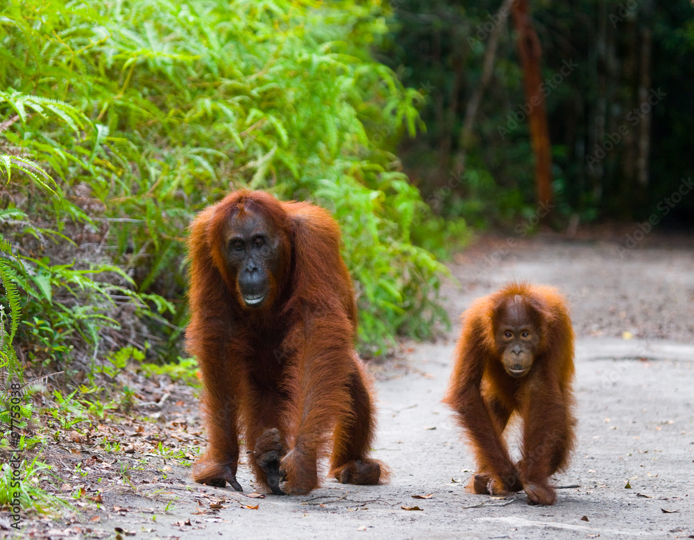 Obraz premium The female of the orangutan with a baby on a footpath. Funny pose. Rare picture. Indonesia. The island of Kalimantan (Borneo). An excellent illustration.