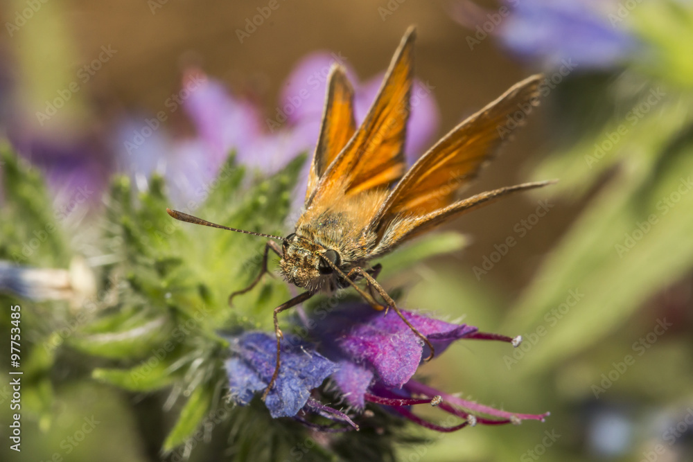 Rostfarbiger Dickkopffalter (Ochlodes sylvanus) Rostfarbiger Dickkopffalter (Ochlodes sylvanus)