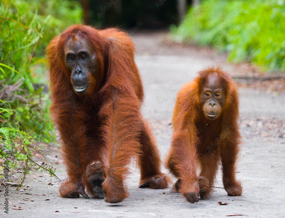 Obraz premium The female of the orangutan with a baby on a footpath. Funny pose. Rare picture. Indonesia. The island of Kalimantan (Borneo). An excellent illustration.