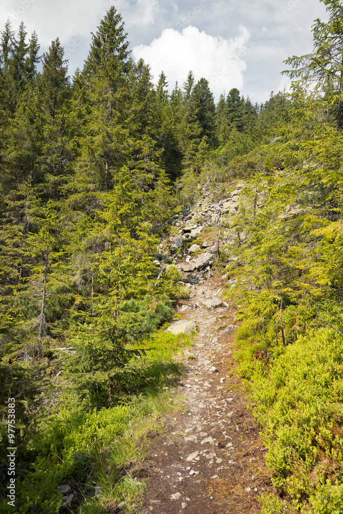 Forest in the mountains with pine trees Forest in the mountains with pine trees