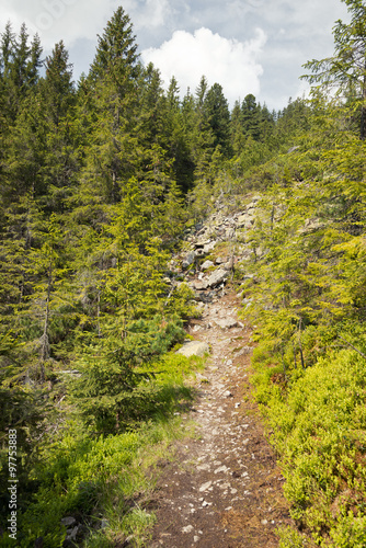 Forest in the mountains with pine trees