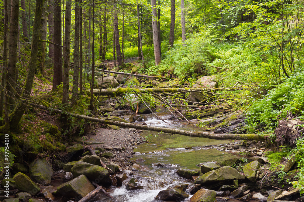 Small Carpathian stream Small Carpathian stream