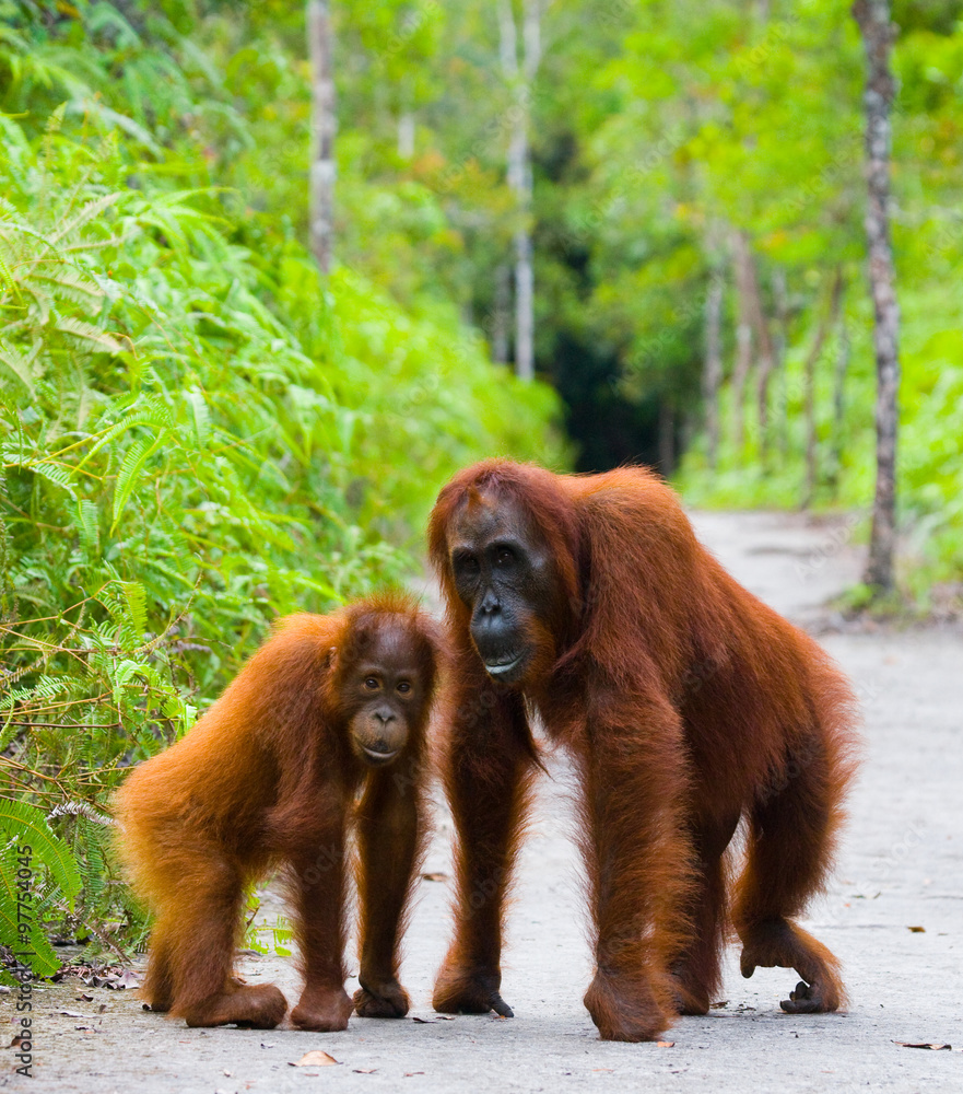 Obraz premium The female of the orangutan with a baby on a footpath. Funny pose. Rare picture. Indonesia. The island of Kalimantan (Borneo). An excellent illustration.