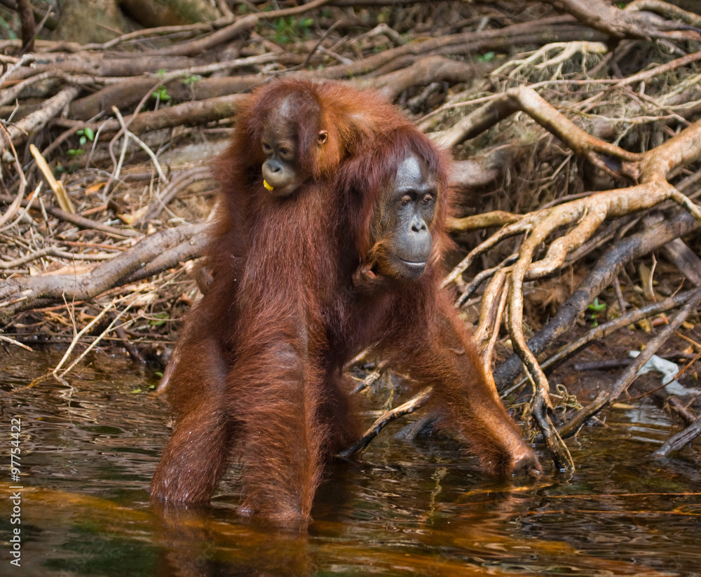 Naklejka premium Female and baby orangutan drinking water from the river in the jungle. Indonesia. The island of Kalimantan (Borneo). An excellent illustration.
