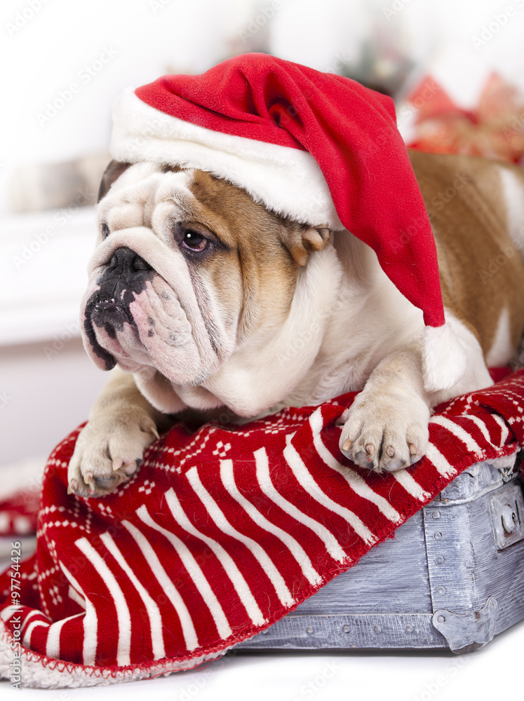 english bulldog wearing santa hat english bulldog wearing santa hat