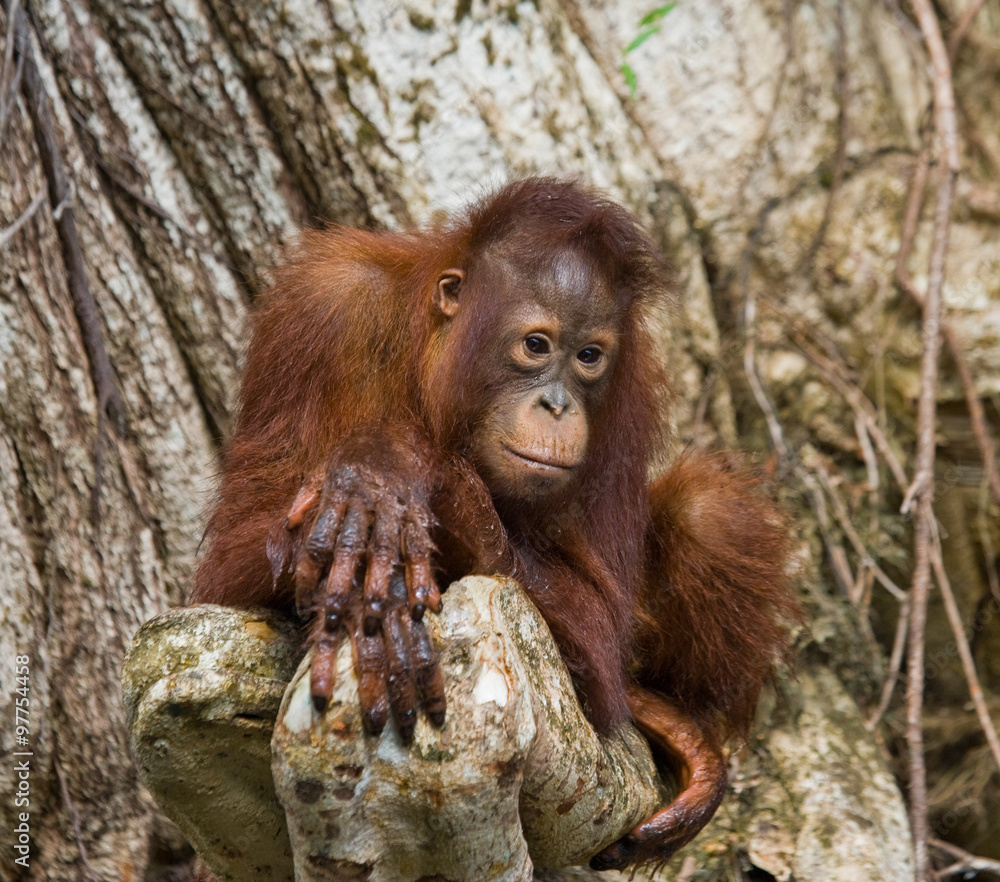 Naklejka premium A baby orangutan in the wild. Indonesia. The island of Kalimantan (Borneo). An excellent illustration.
