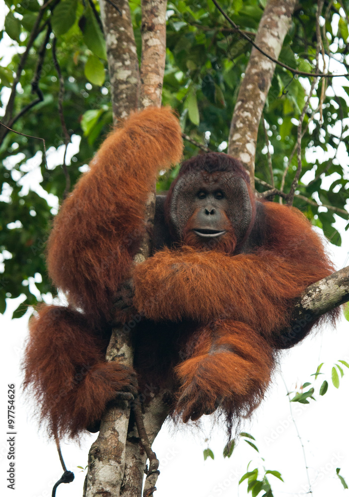 Fototapeta premium Big male orangutan on a tree in the wild. Indonesia. The island of Kalimantan (Borneo). An excellent illustration.
