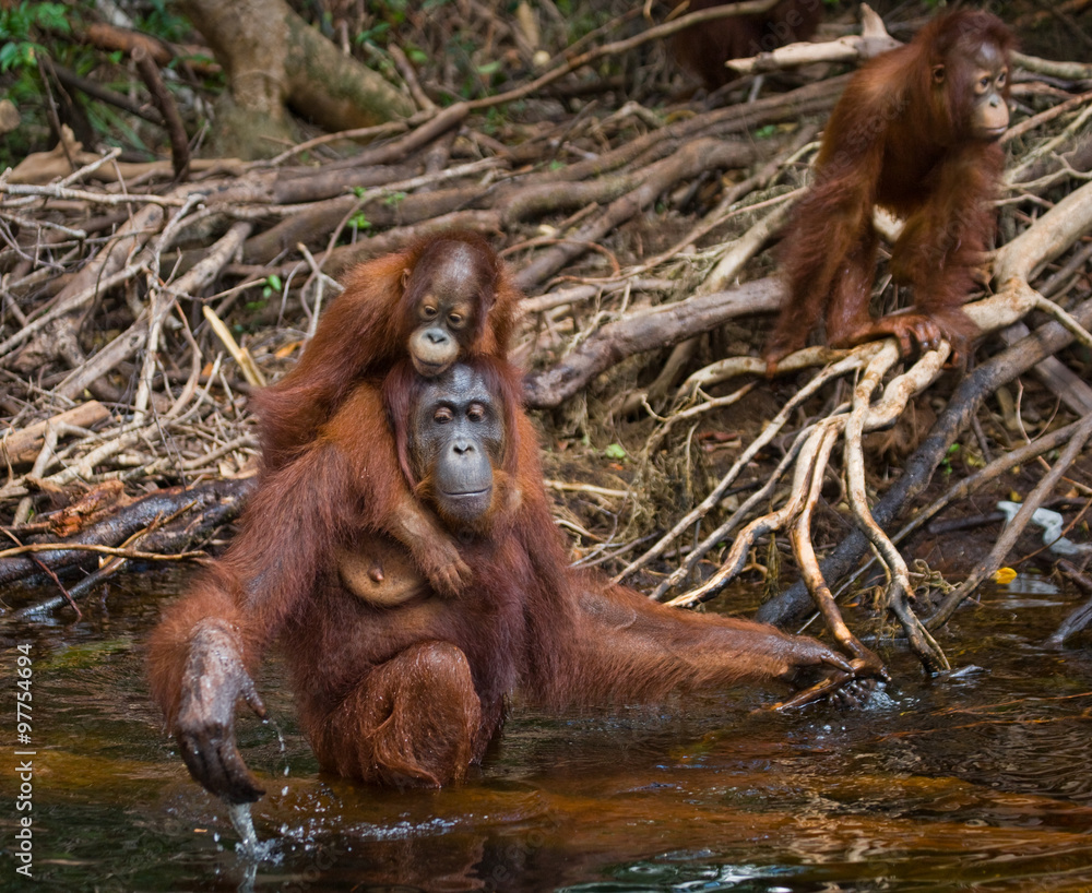 Female and baby orangutan drinking water from the river in the jungle. Indonesia. The island of Kalimantan (Borneo). An excellent illustration. Female and baby orangutan drinking water from the river in the jungle. Indonesia. The island of Kalimantan (Borneo). An excellent illustration.