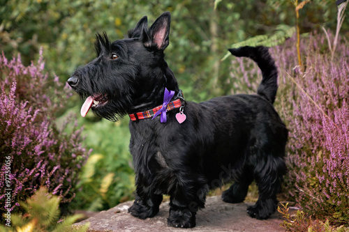 Cuadro en lienzo Scottish Terrier