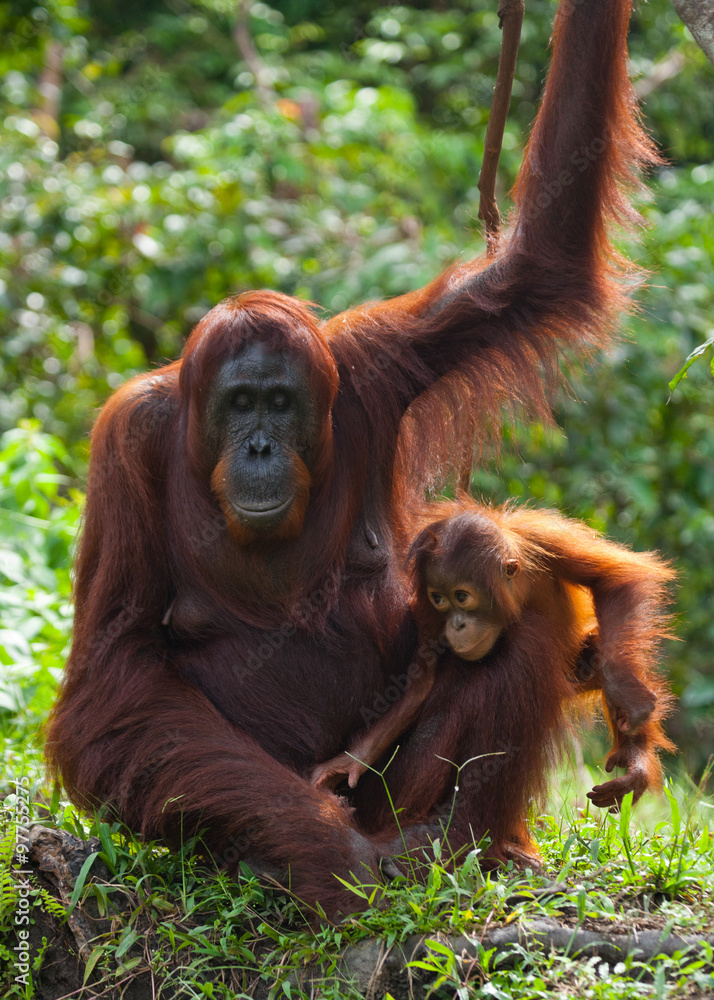Naklejka premium Female orangutan with a baby in the wild. Indonesia. The island of Kalimantan (Borneo).