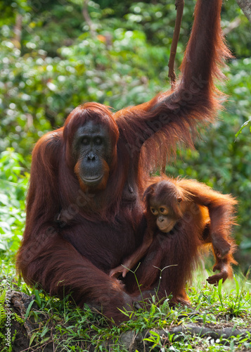 Female orangutan with a baby in the wild. Indonesia. The island of Kalimantan (Borneo). 