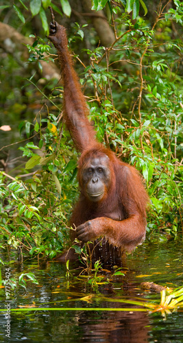Orangutan drinking water from the river in the jungle. Indonesia. The island of Kalimantan (Borneo). An excellent illustration. © gudkovandrey