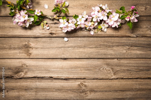 Apple blossoms on wooden surface. Spring background